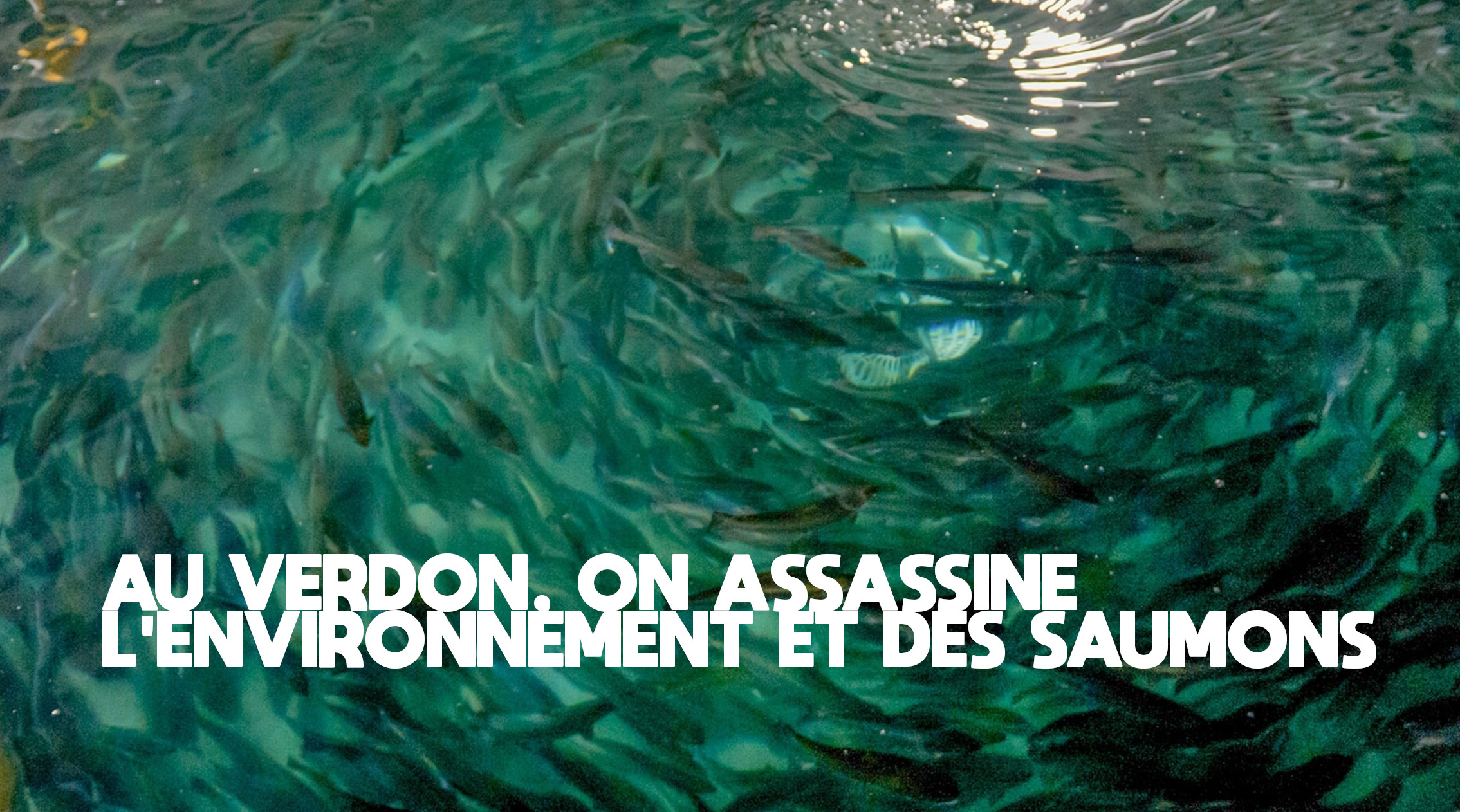 AU VERDON, ON ASSASSINE L&rsquo;ENVIRONNEMENT ET DES SAUMONS